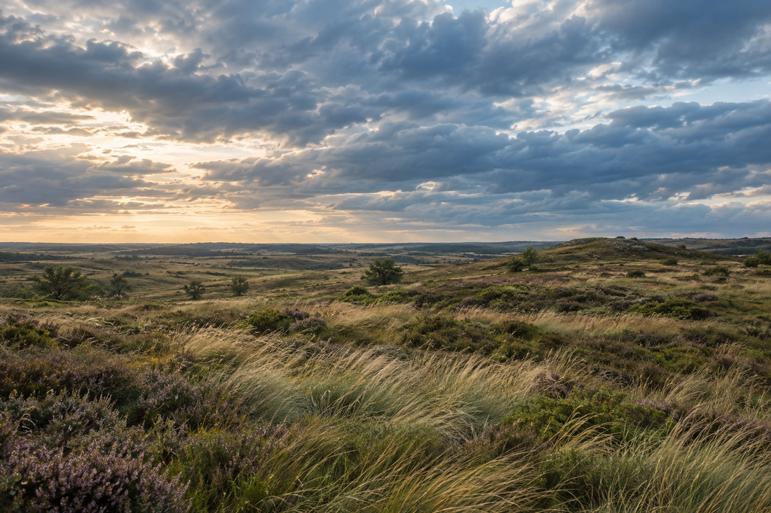 Open heathland with grasses beneath a cloudy sky